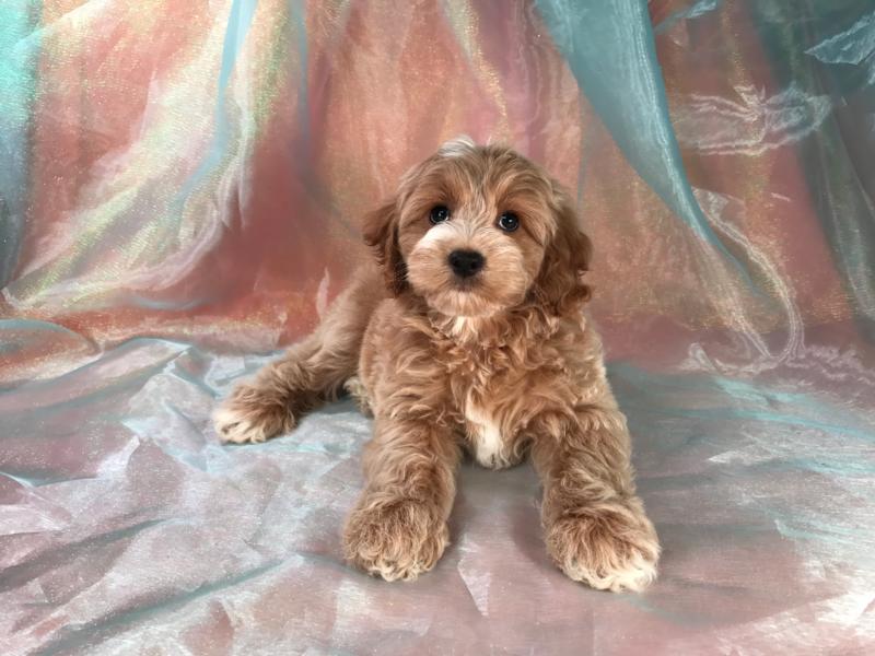 Male Cockapoo Puppy for sale DOB 6-5-2017 Professional Breeders
